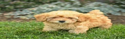 Miniature Poodle dogs for sale: Tyson  - Ad 3