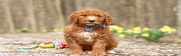 Goldendoodle dogs for sale: Luke - Ad 4