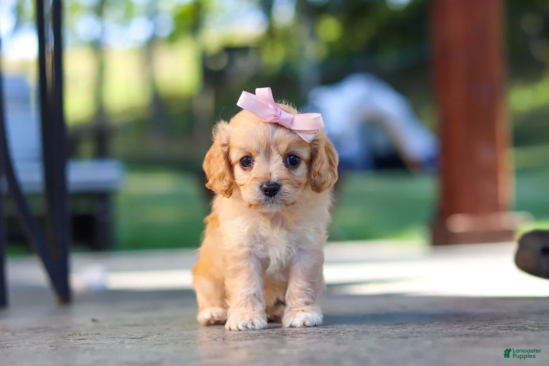 Cavapoo dogs for sale: Sky - Ad 1
