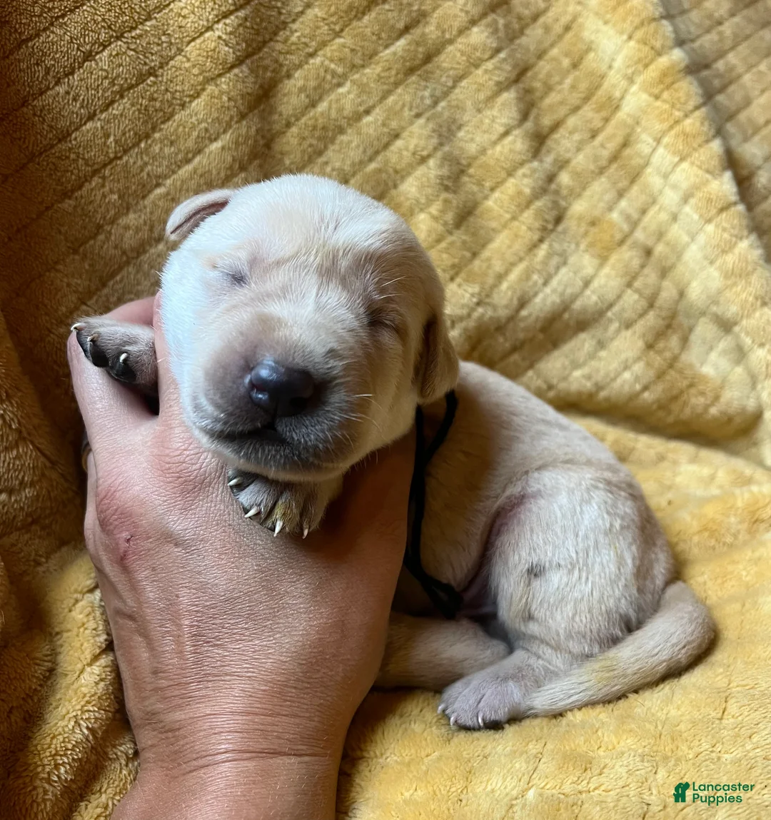 Labrador Retriever dogs for sale: Jon - Ad 2