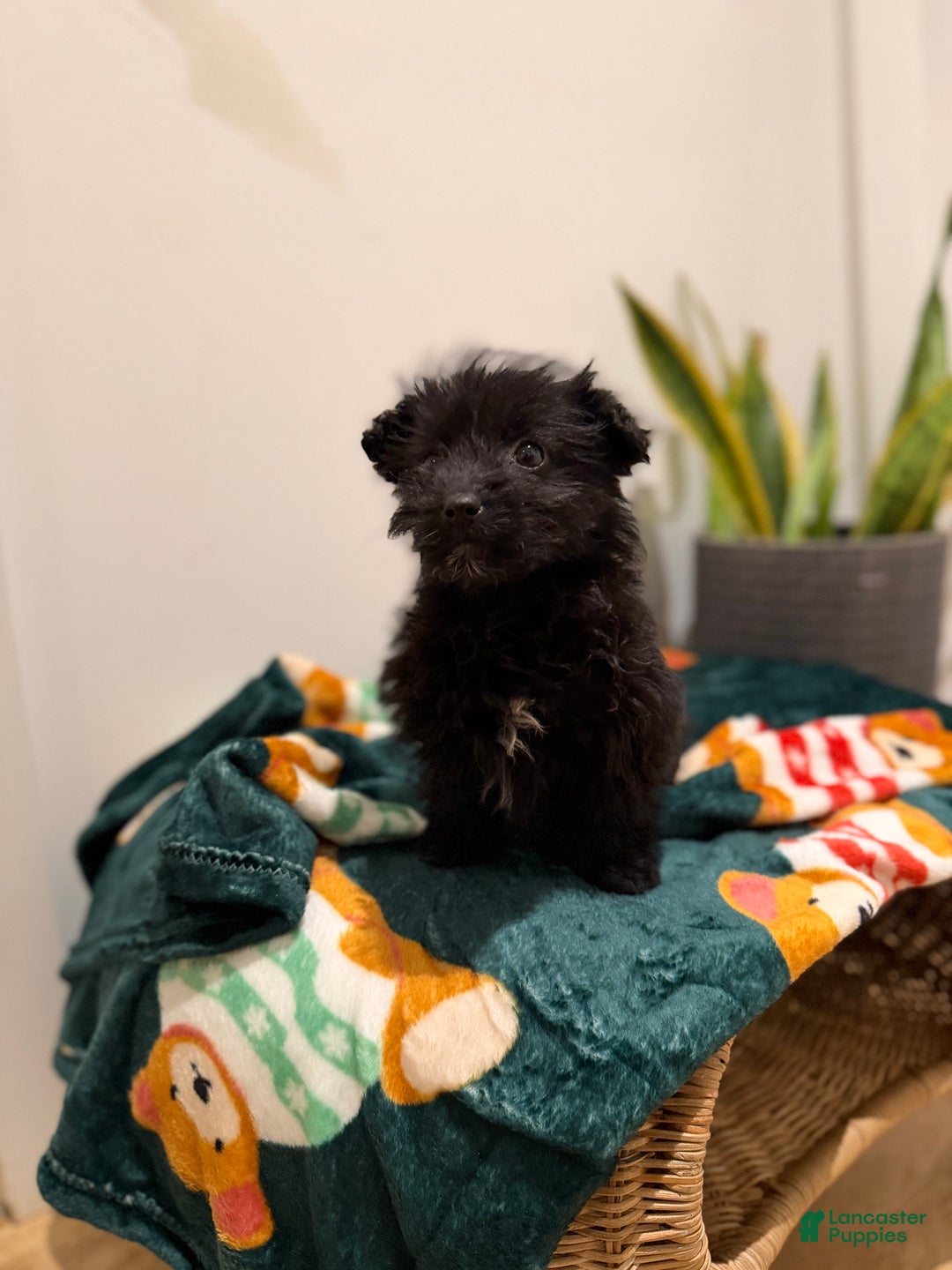 Corgipoo dogs for sale: Nyla - Ad 2