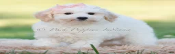 Mini Goldendoodle dogs for sale: nixie - Ad 3