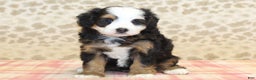 Mini Bernedoodle dogs for sale: Nate - Ad 13