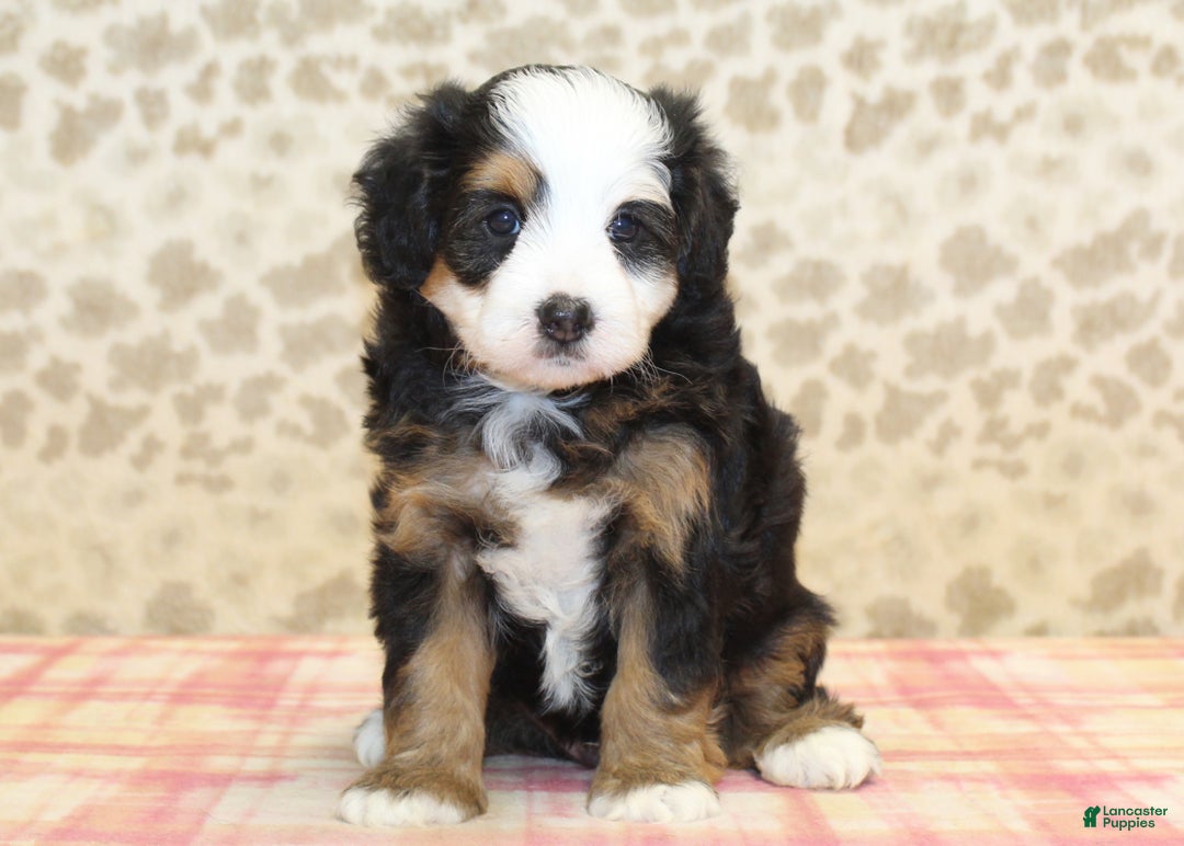 Mini Bernedoodle dogs for sale: Nate - Ad 13