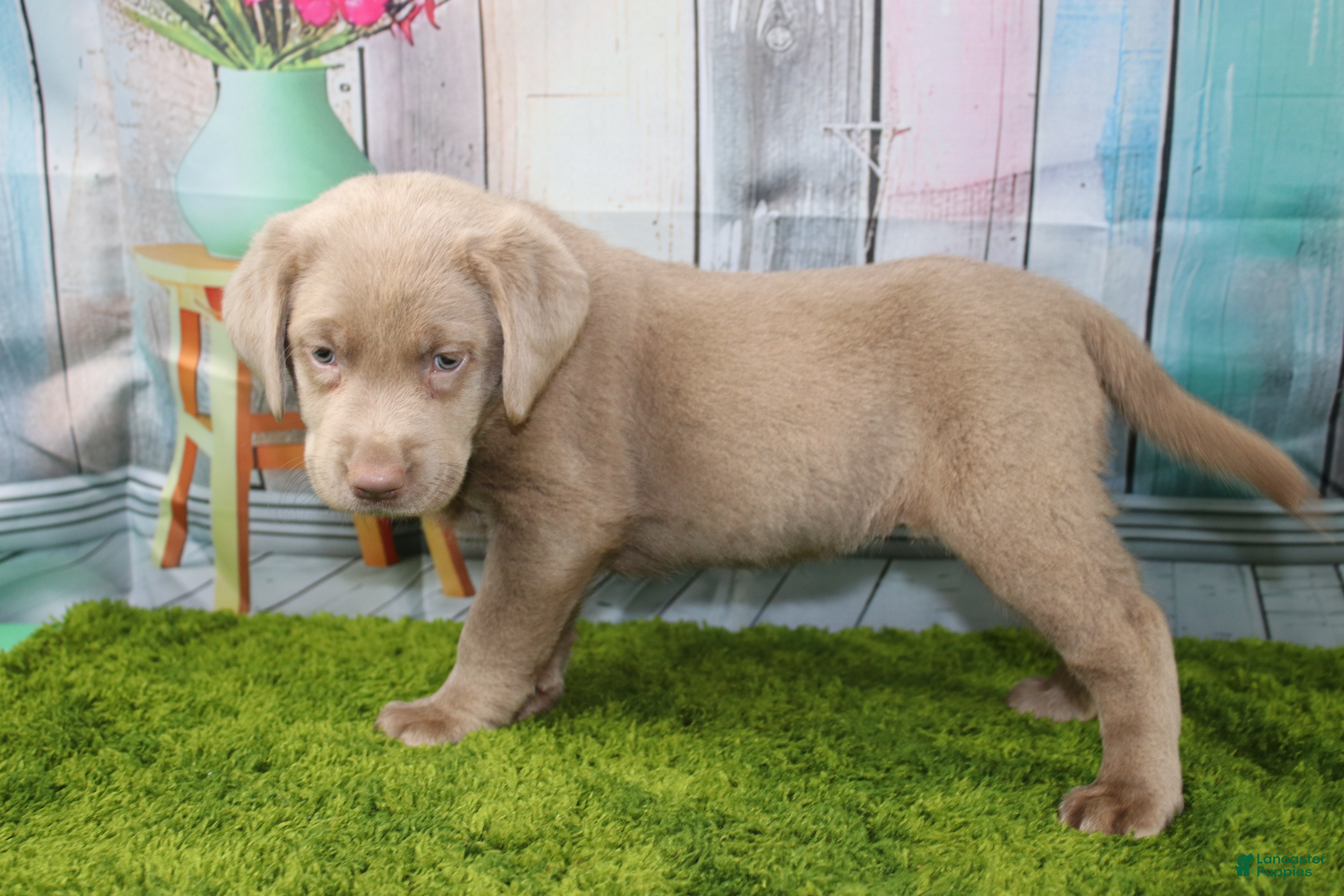 Labrador Retriever dogs Labrador Retriever Puppy 2 - Ad 1
