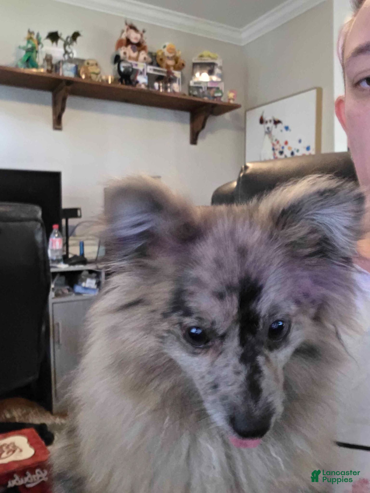 Pomeranian dogs Fancy - Ad 9