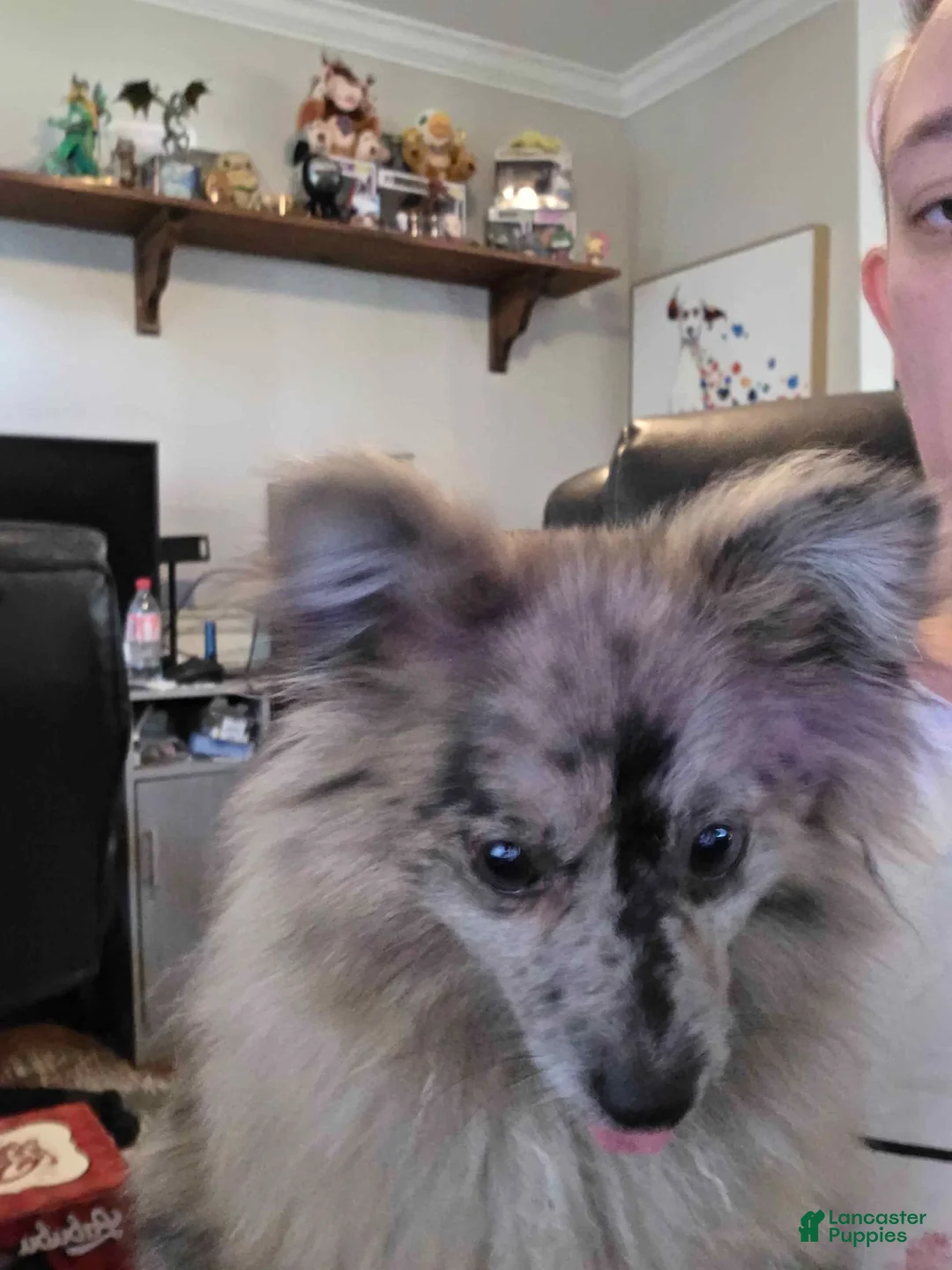 Pomeranian dogs for sale: Fancy - Ad 1