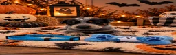 Australian Cattle Dog dogs for sale: Dax- Blue Collar - Ad 1