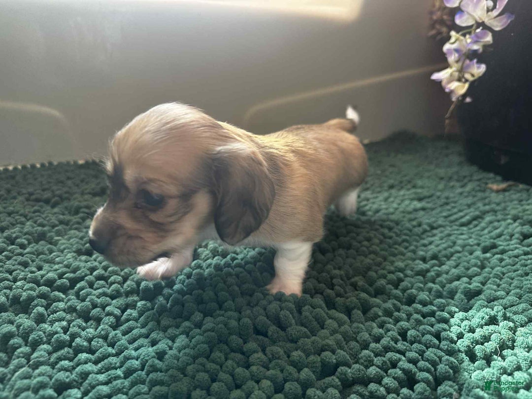 Dachshund dogs for sale: Mickey - Ad 9