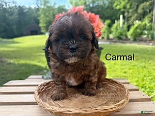 Shihpoo dogs Carmal - Ad 24