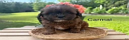 Shihpoo dogs for sale: Carmal - Ad 1