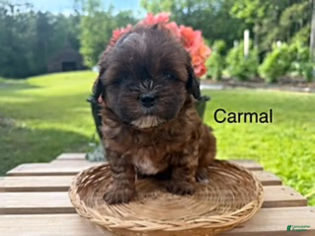 Shihpoo dogs for sale: Carmal - Ad 1