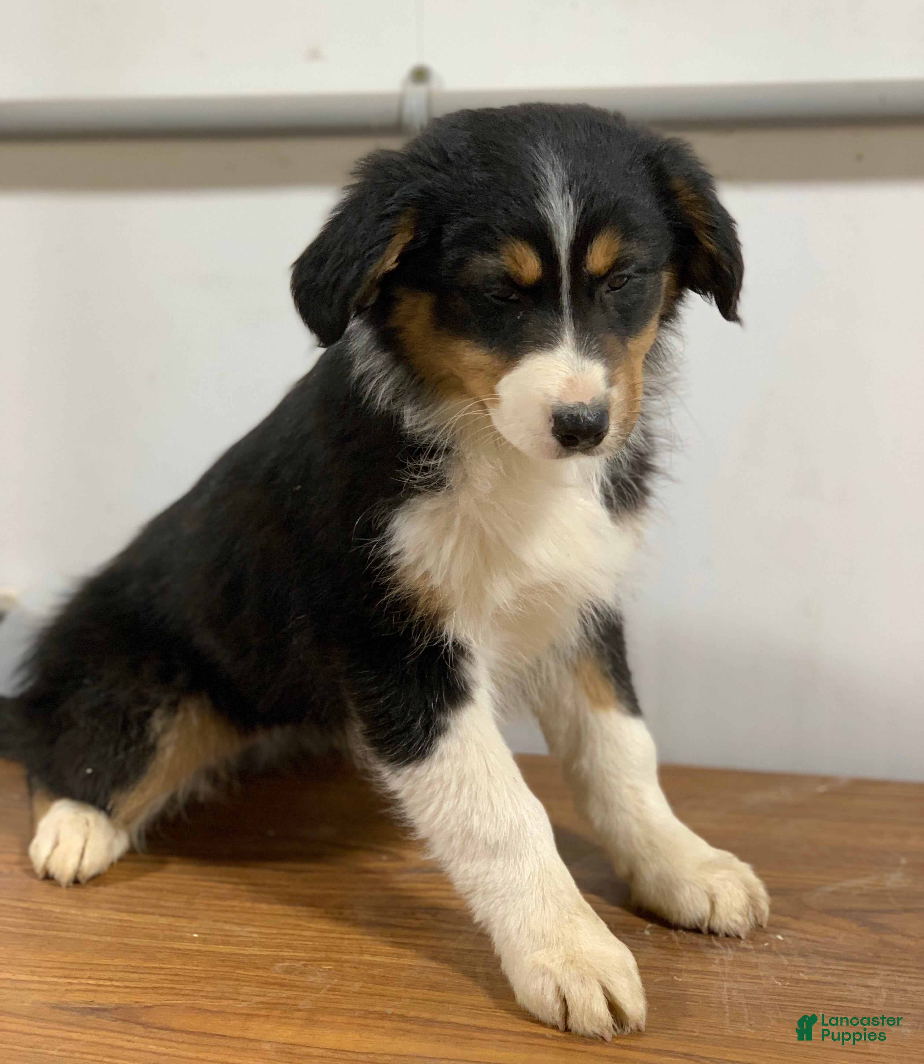 Australian Shepherd dogs Aspen - Ad 2