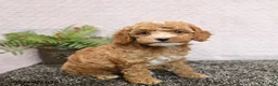 Cockapoo dogs for sale: Remi  - Ad 4