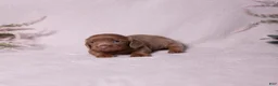 Miniature Dachshund dogs for sale: Snickers - Ad 9