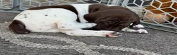 German Shorthaired Pointer dogs for sale: Romeo <3 - Ad 4