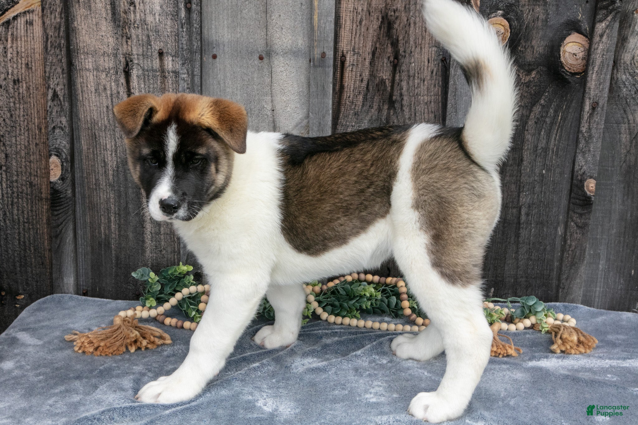 Akita dogs Savanah  - Ad 1