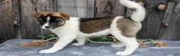 Akita dogs for sale: Savanah  - Ad 1