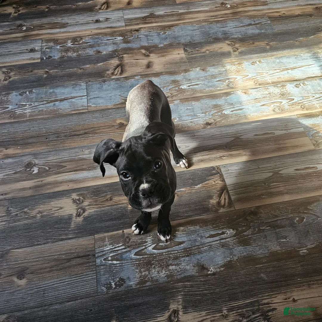 Boxer dogs for sale: Grumps - Ad 7
