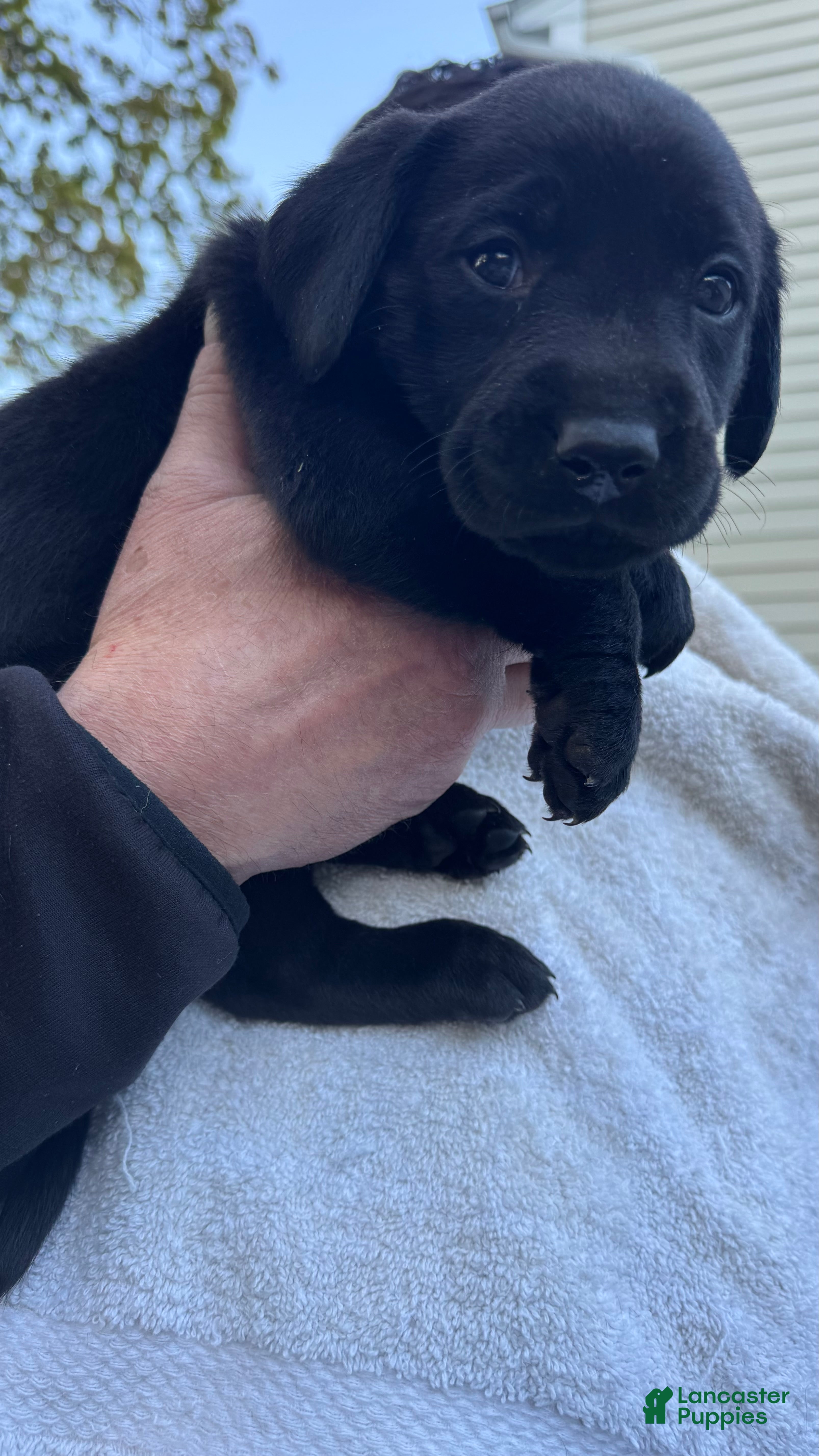 Labrador Retriever dogs Labrador Retriever Puppy 2 - DK Blue - MALE - Ad 2