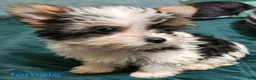 Yorkshire Terrier dogs for sale: Patsy - Ad 13