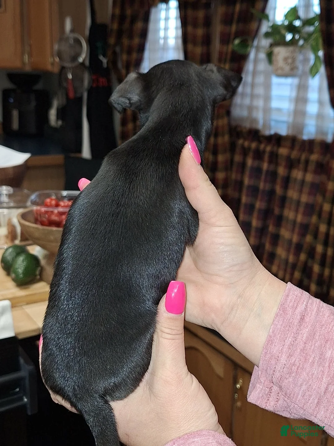 Chihuahua dogs for sale: Marley  sm toy  - Ad 9