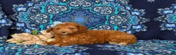 Mini Goldendoodle dogs for sale: Teva 9 lbs Full Grown - Ad 3
