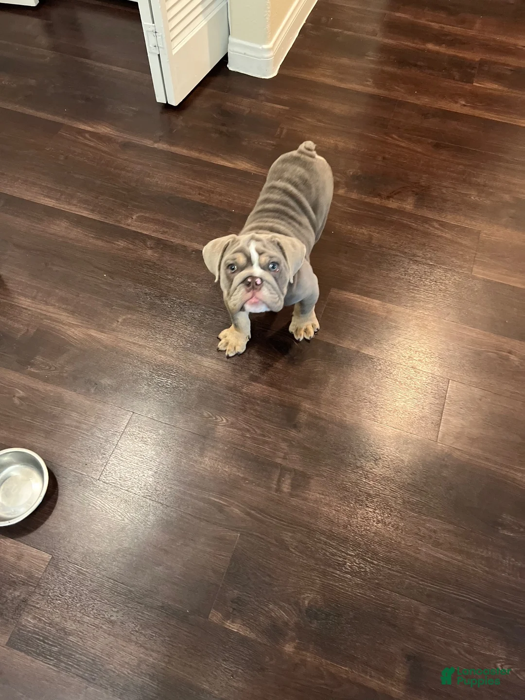 English Bulldog dogs for sale: English Bulldog 1 - Ad 2