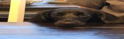 Dachshund dogs for sale: Dark Chocolate - Ad 4