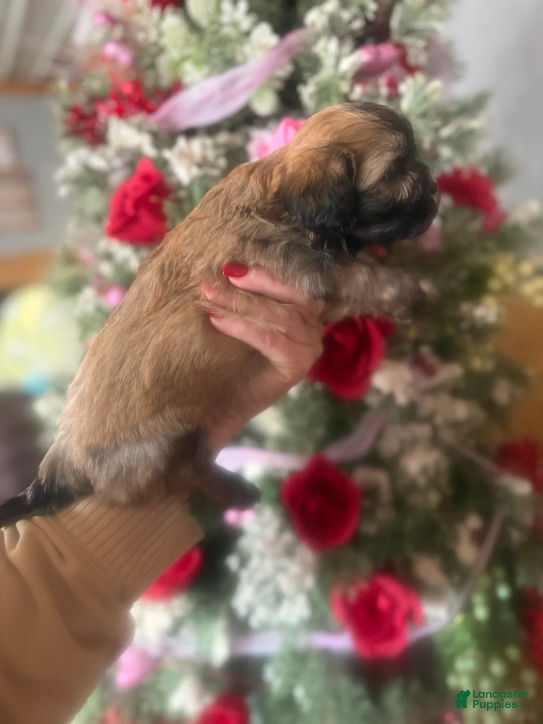 Malshi dogs for sale: Malshi Puppy 4 - Ad 3