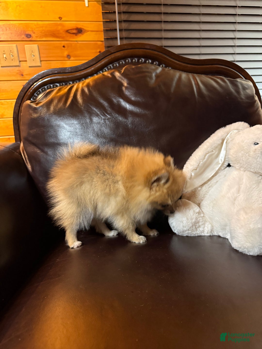 Pomeranian dogs for sale: Tiny Tim  - Ad 19