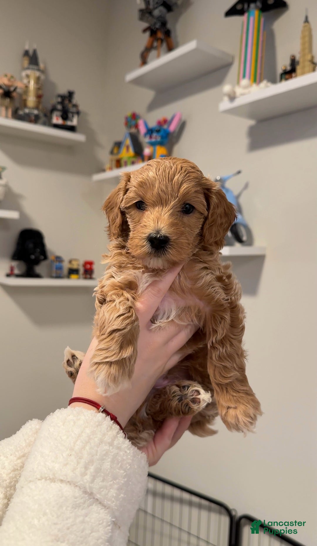 Maltipoo dogs for sale: Maltipoo Puppy 2 - Ad 1