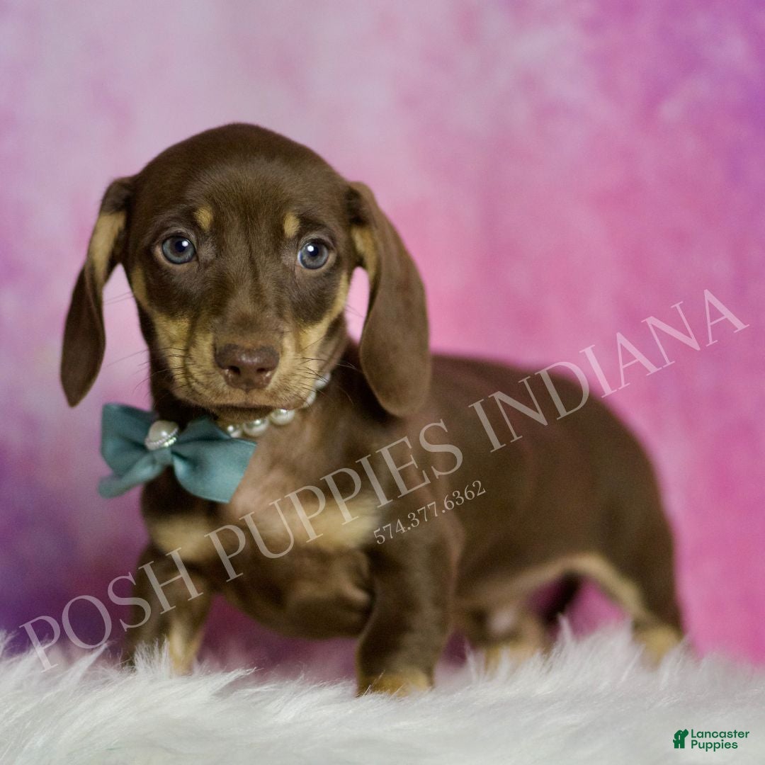 Miniature Dachshund dogs for sale: Oscar - Ad 5