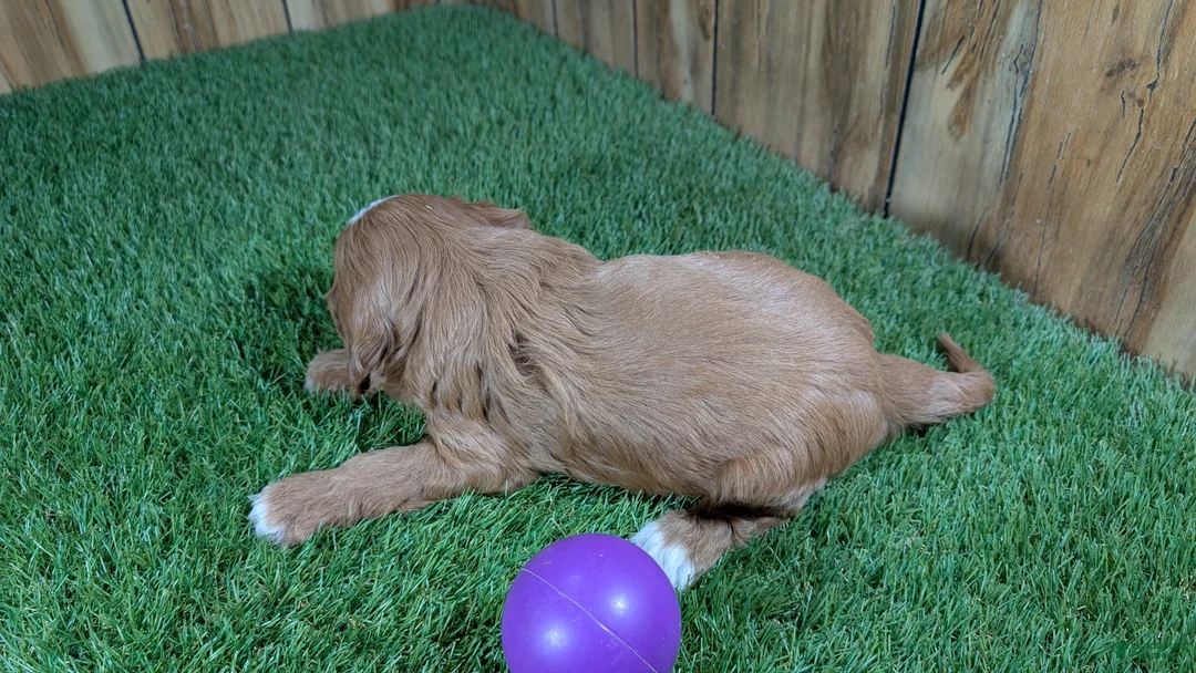 Cavapoo dogs for sale: Lizzy Girl 3 - Ad 6