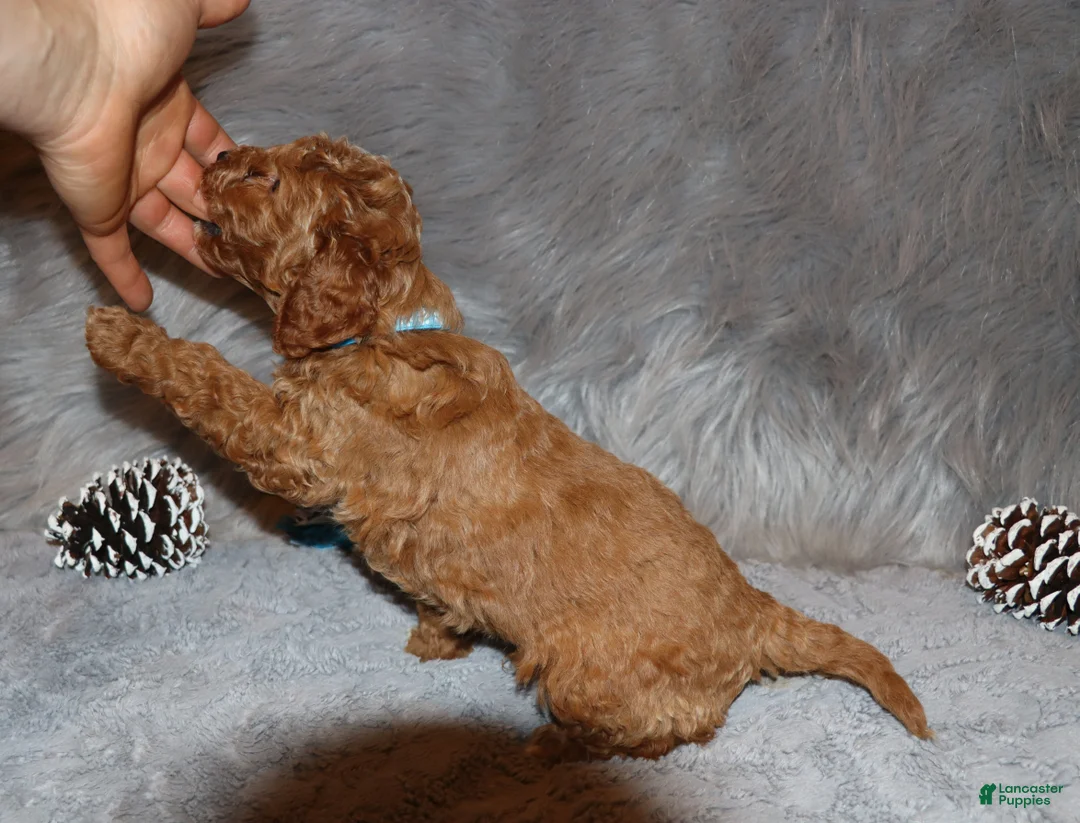 Mini Goldendoodle dogs for sale: Thomas 💙 Micro Miniature - Ad 29