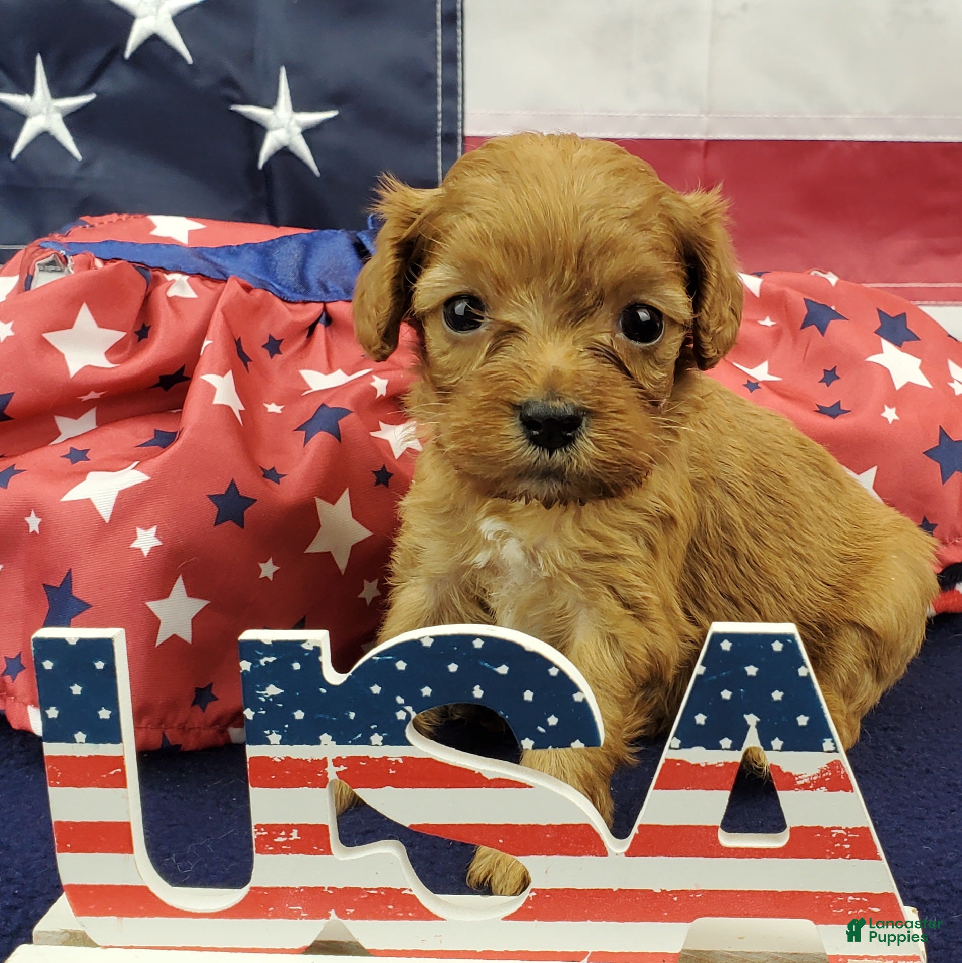 Cavapoo dogs for sale: Shay - Ad 4
