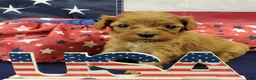 Cavapoo dogs for sale: Shay - Ad 1