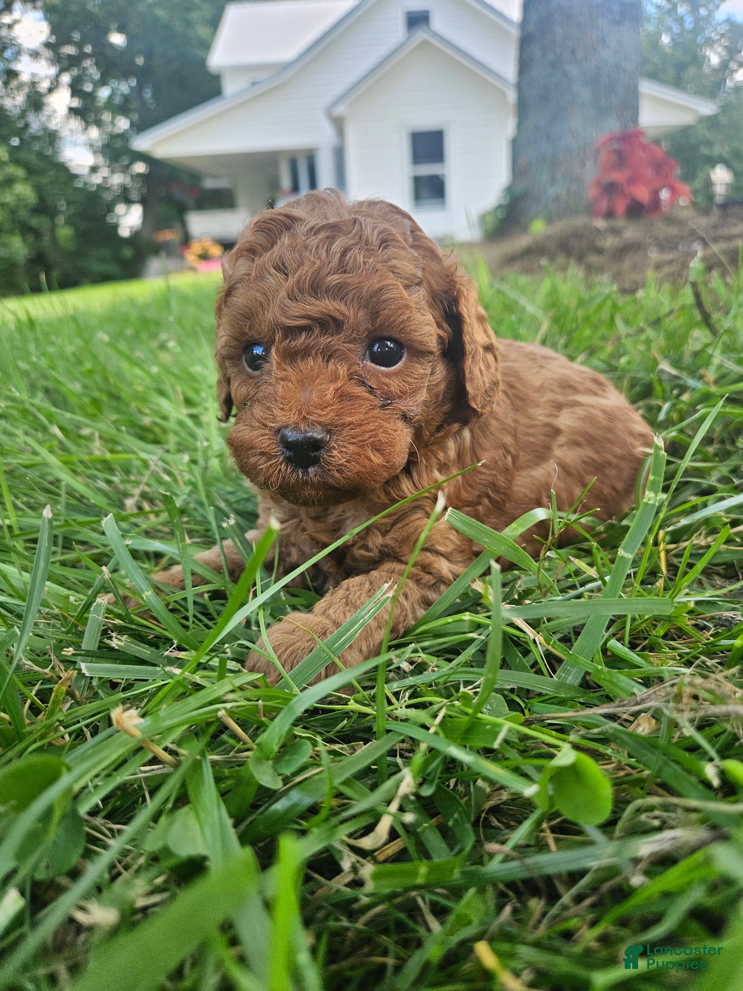 Cavapoo dogs Sammy - Ad 37