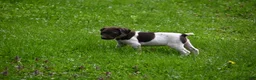 German Shorthaired Pointer dogs for sale: Brinley - Ad 11