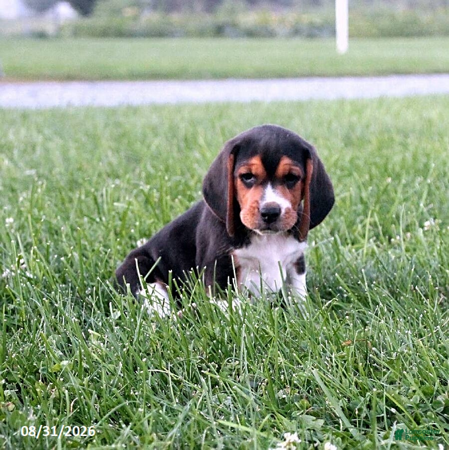 Beagle dogs Snoopy - Ad 1