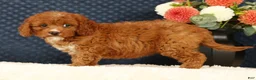 Cavapoo dogs for sale: Fern - Ad 4