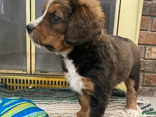 Bernedoodle dogs Bernedoodle Puppy Becca - Ad 28