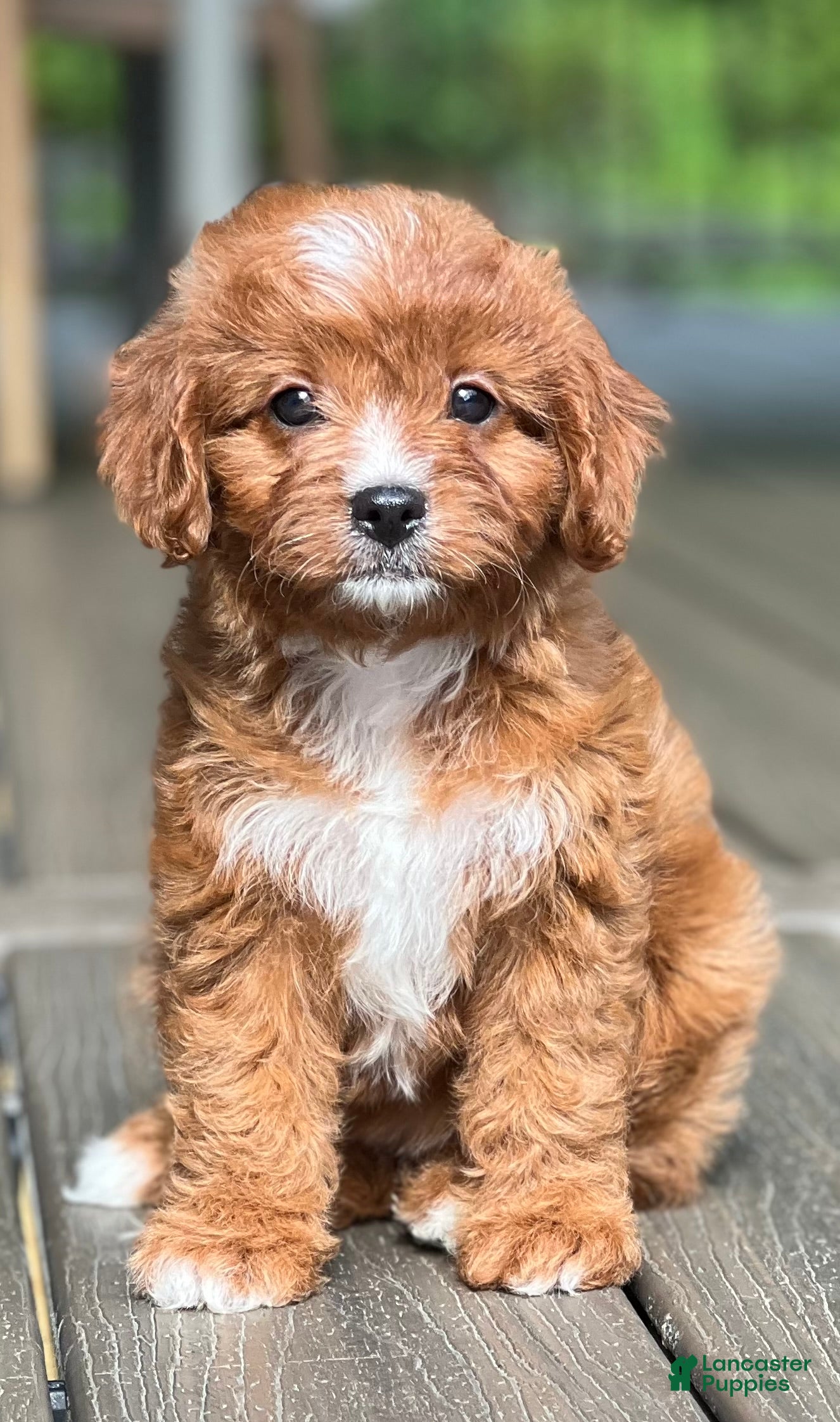 Cavapoo dogs Lulu - Ad 2