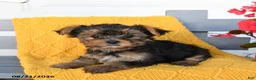 Yorkshire Terrier dogs for sale: Lylah - Ad 4