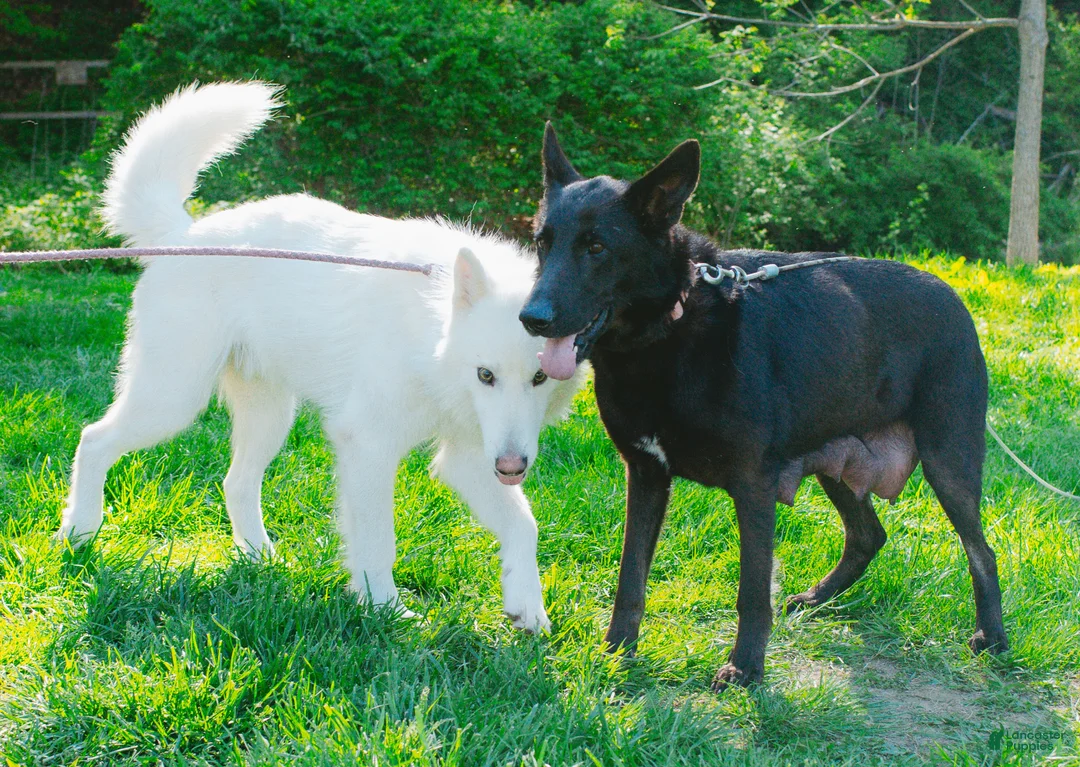 Mixed Breed dogs for sale: Hania - Ad 8