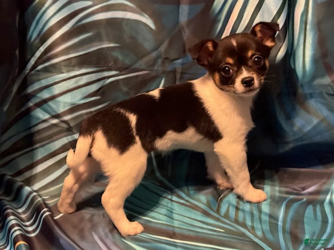 Chihuahua dogs for sale: Cupid - Ad 4