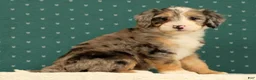 Mini Bernedoodle dogs for sale: Paisley - Ad 7