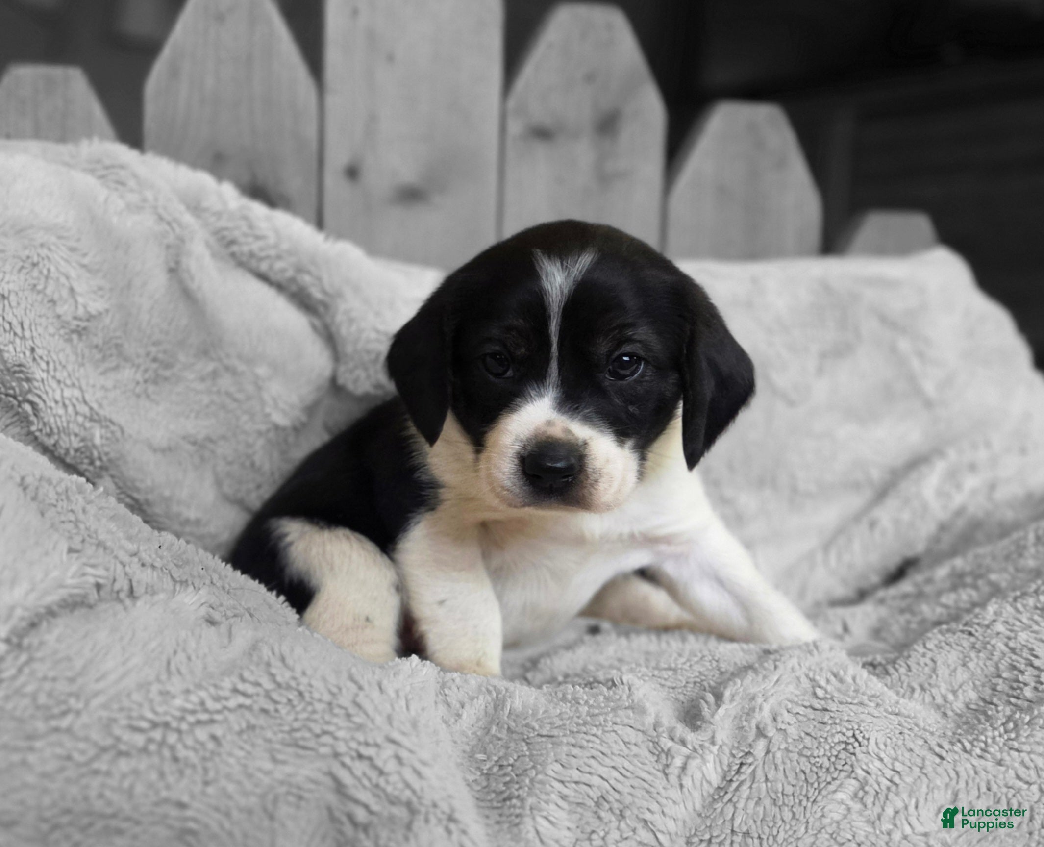 Puggle dogs Bruiser - Ad 1