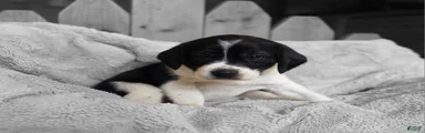 Bruiser
