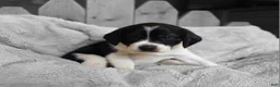 Puggle dogs for sale: Bruiser - Ad 1